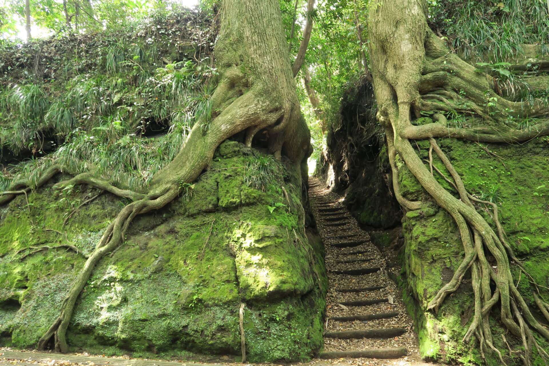 伊豆大島の観光名所の泉津の切り通しの画像です